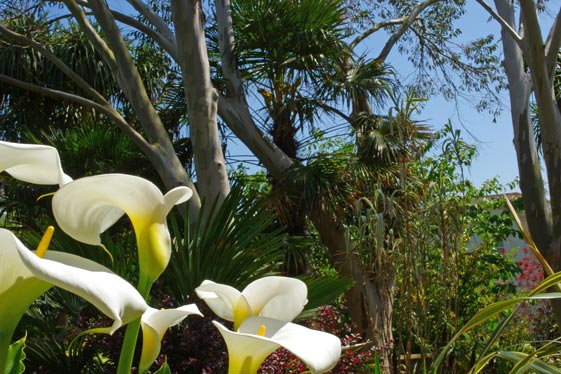 Zantedeschia aethiopica against backgroud of Eucalyptus